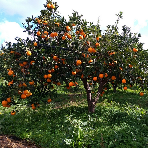 Adozione albero d'arancio