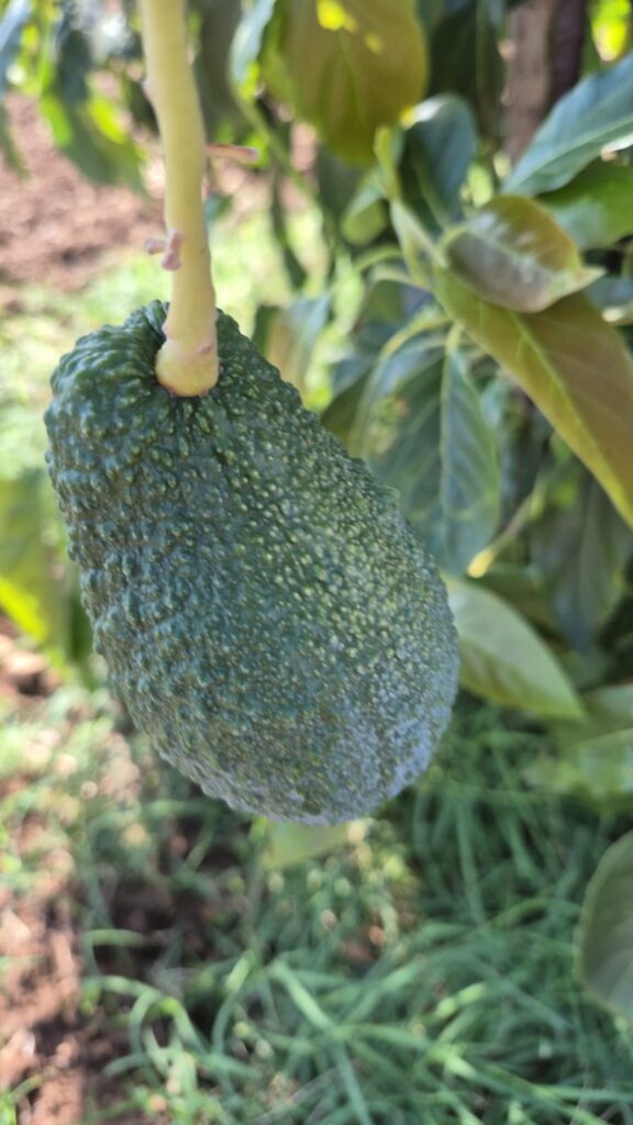 Avocado