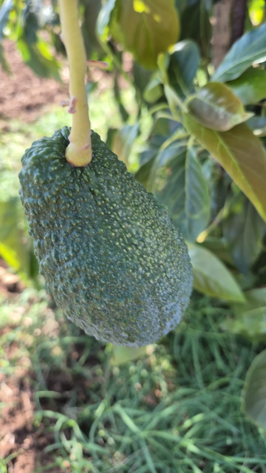 Avocado