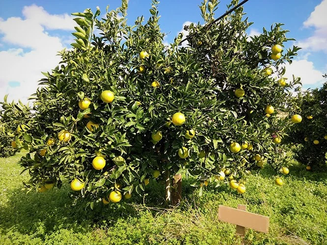 Orange tree adoption
