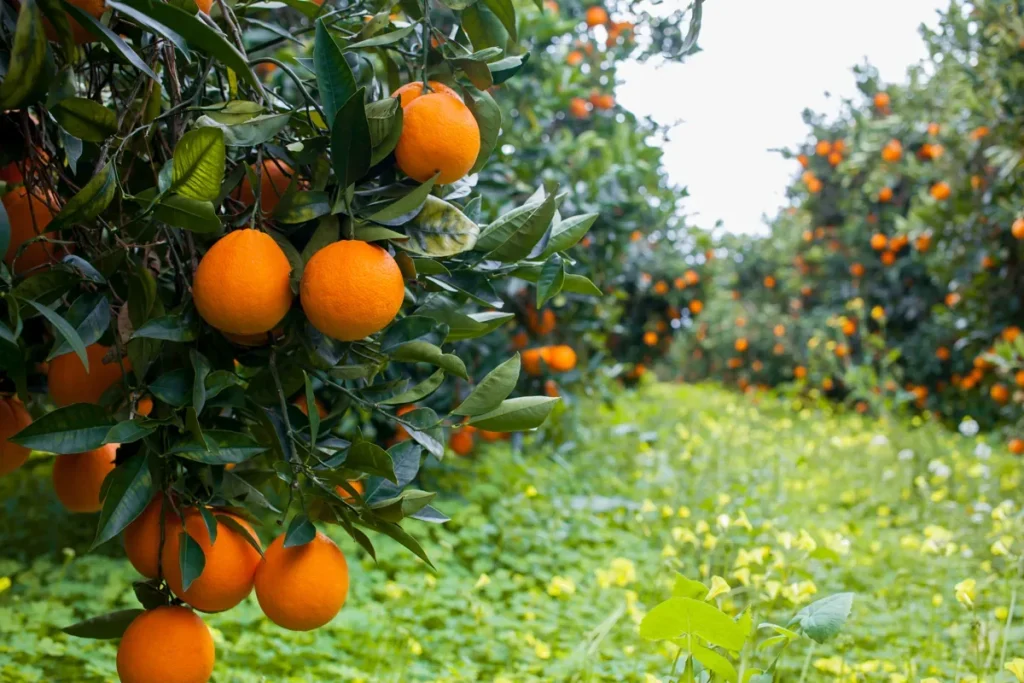 Orange tree full of fruit in the Chimera grove