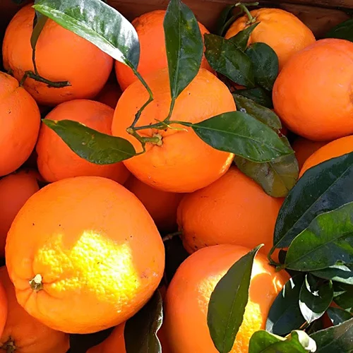 Navelina oranges