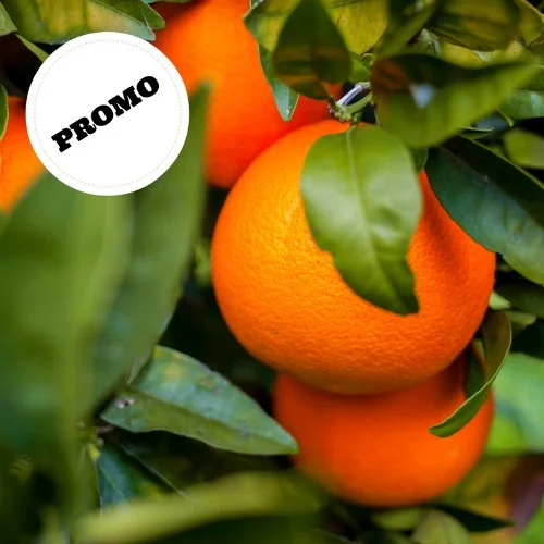 Washington Navel oranges